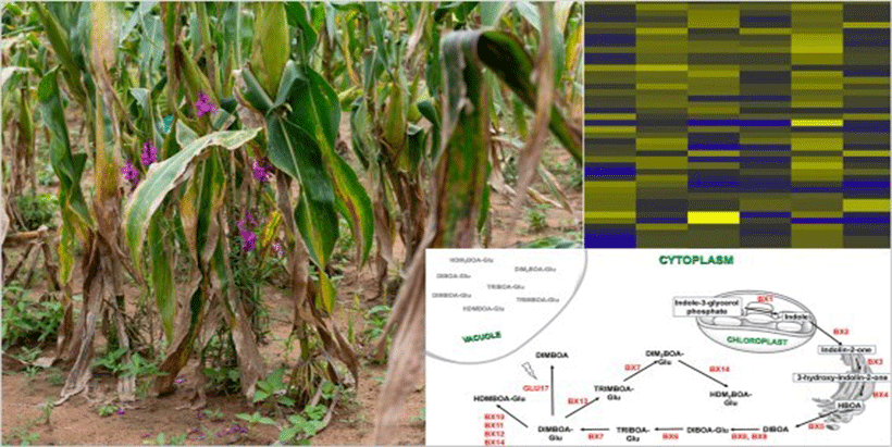 Striga-infested maize plants, benzoxazinoid biosynthetic pathway, and heatmap of target gene expression.