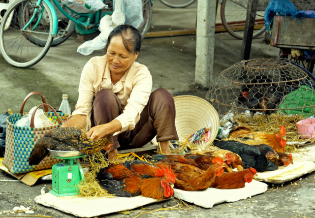 A live chicken vendor weighs a chicken in Hung Yen province, Vietnam