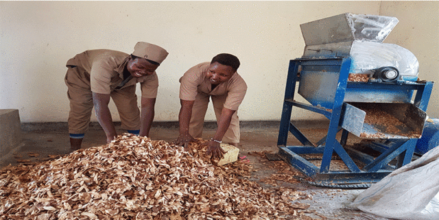 Field worker displaying harvesting cassava roots.