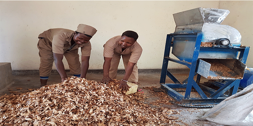 Field worker displaying harvesting cassava roots.