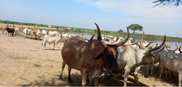 A herd of cattle beside a waterhole in the Senegal river valley, north of Senegal. (Photo: ILRI/Baba Ba).