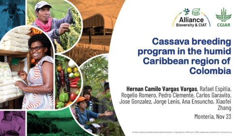 Cassava breeding program in the humid Caribbean region of Colombia