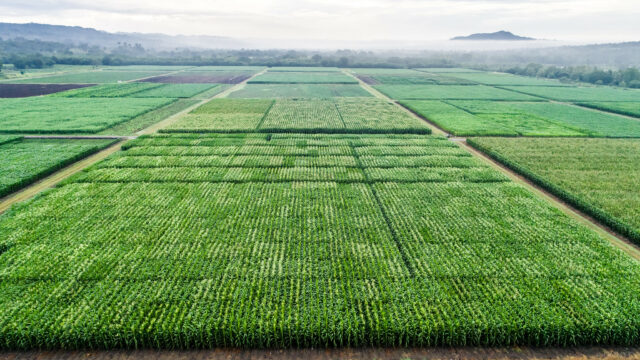 Drone shot of maize plots in Agua Fria station, CIMMYT / Alfonso Cortés.