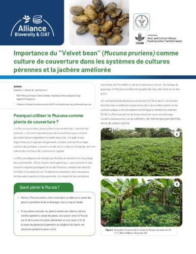 Importance du ''Velvet bean'' (Mucuna pruriens) comme culture de couverture dans les systèmes de cultures pérennes et la jachère améliorée