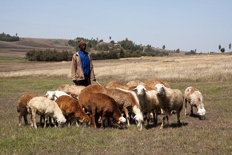 Menz sheep grazing on communal grazing area
