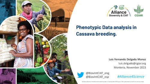 Phenotypic data analysis in cassava breeding
