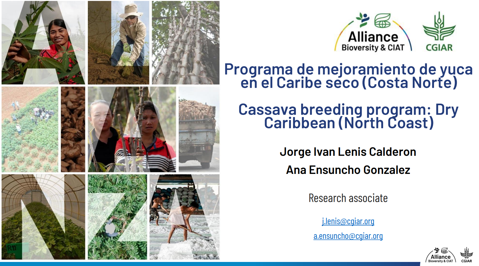 Programa de mejoramiento de yuca en el Caribe seco (Costa Norte)