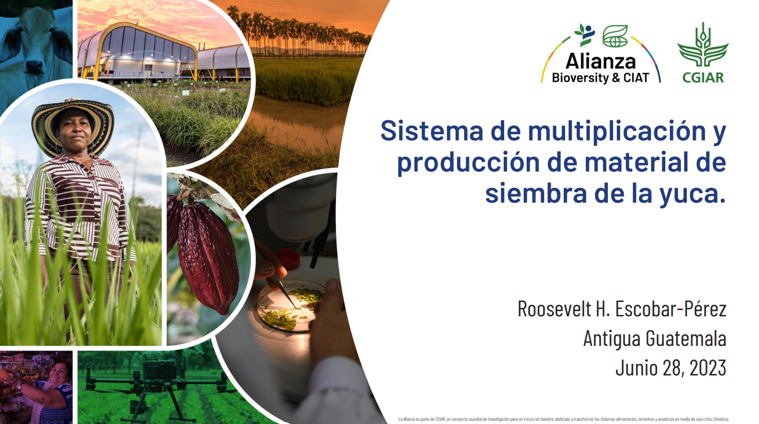 Sistema de multiplicación y producción de material de siembra de la yuca