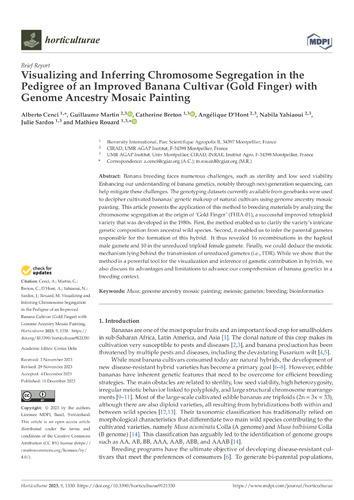 Visualizing and inferring chromosome segregation in the pedigree of an improved banana cultivar (Gold Finger) with genome ancestry mosaic painting