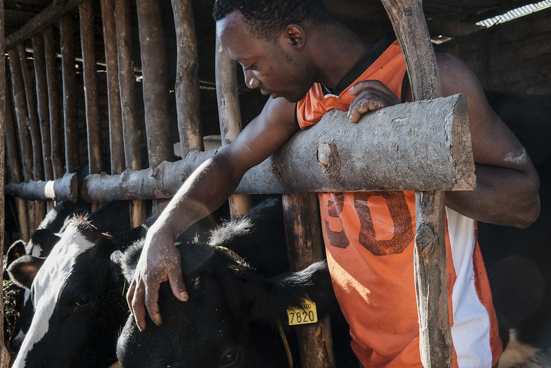 A dairy hand pets and talks to the cows at a farm outside of Mbeya, Tanzania. Photo K. Dhanji/ILRI