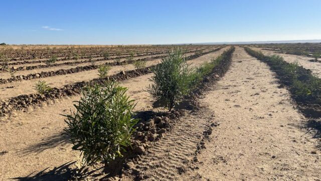 Acacia saligna (syn. cyanophylla): an exotic species largely used in the rehabilitation of degraded rangelands in Tunisia, with low feeding value (rich in tannin) and posing serious problems of exploitation when adult. - Photo Credit: Mounir Louhaichi