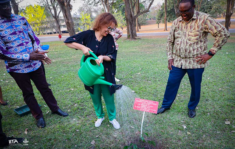 Dr. Ismahane Elouafi watering a Newbouldia laevis trees planted to mark her visit to IITA headquarters in Ibadan.