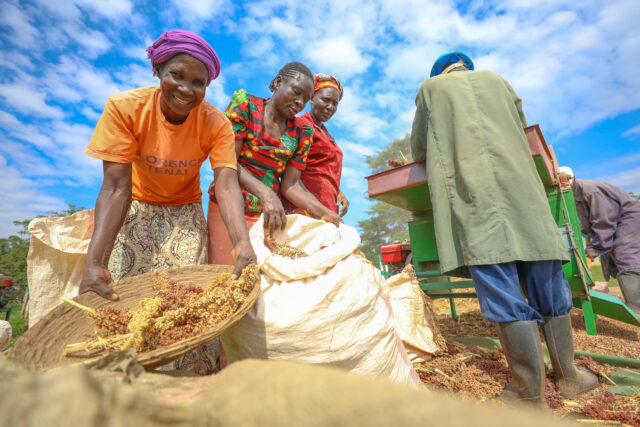 Sorghum farmers sorting millets for processing in Eastern and Southern Africa