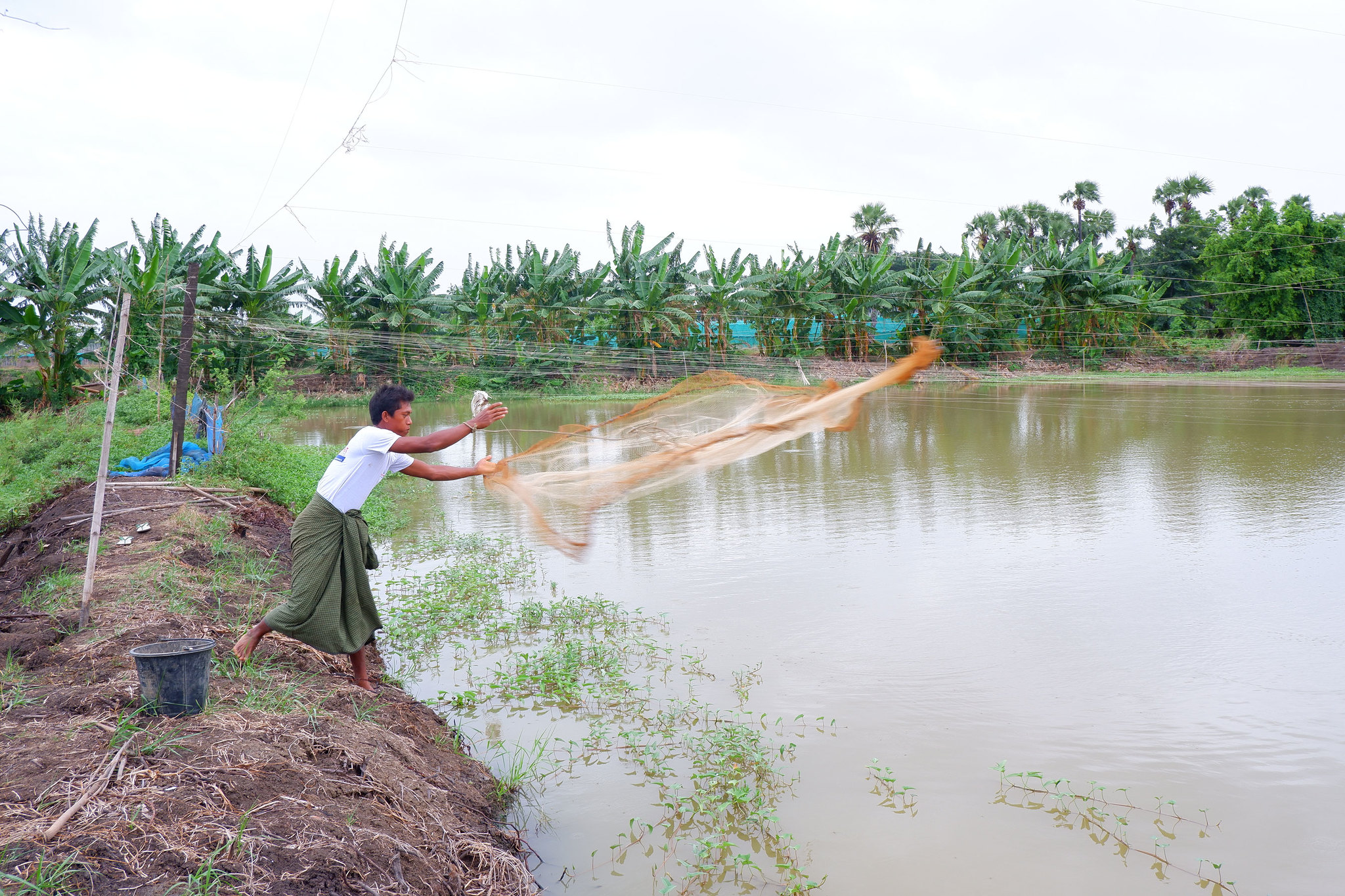 A fish farmer uses a cast net to catch fish from his pond in Mandalay, Myanmar. Photo by Kyaw Win Khaing, WorldFsh