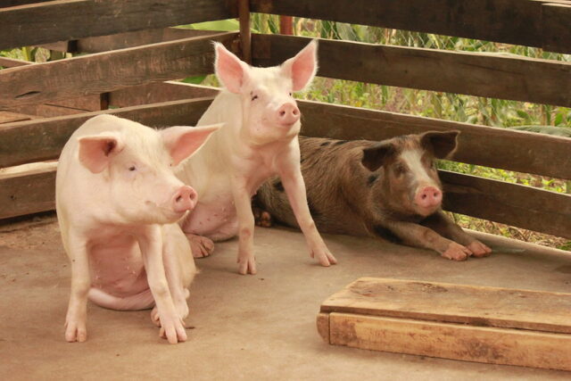 Improved pigs on a farm in Hoima district, Uganda