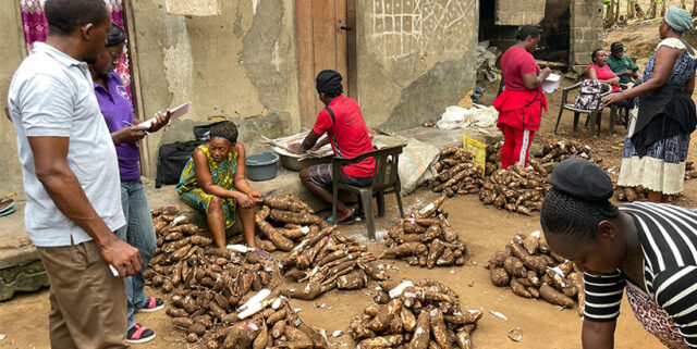 A grounp of farmers during cassava sorting for processing.