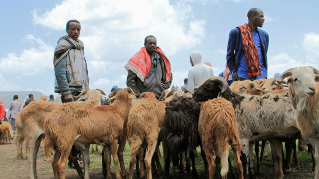 Effective data management is a game changer for smallholder sheep and goat breeding programs