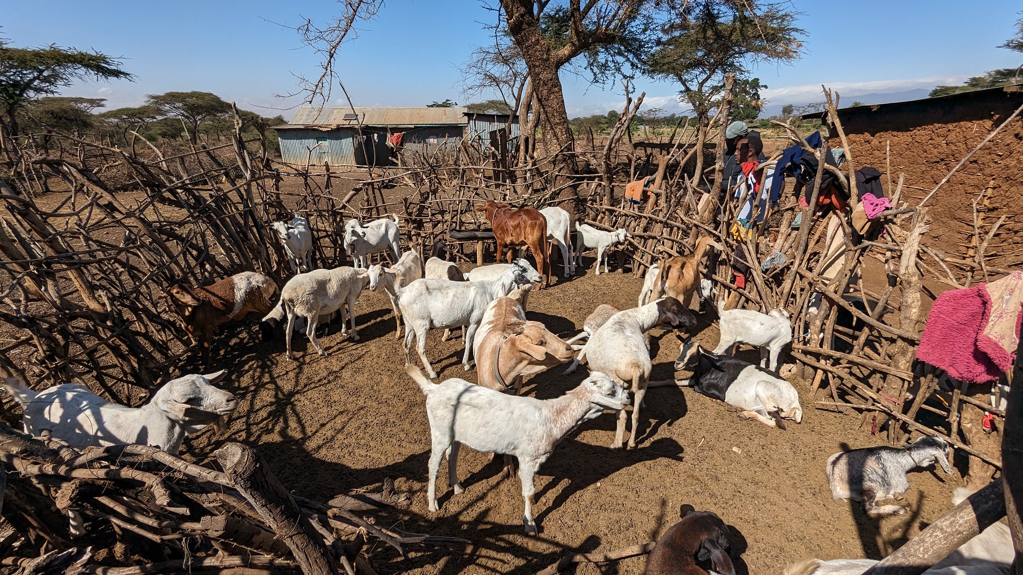 Goats in their boma in a livestock-keeping household in Oloitoktok, southern Kenya.