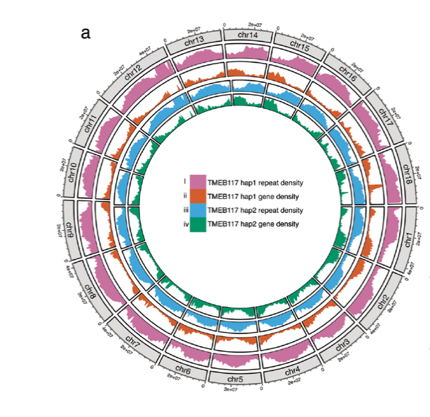 This plot displays repeat and gene densities for the two haplotypes visualized in 1 Mbp sliding windows. The tracks from the outer to inner show (i) Repeat density for hap1 genome, (ii) Gene density for hap1 genome, (iii) Repeat density for hap2 genome, and (iv) Gene density for hap2 genome.