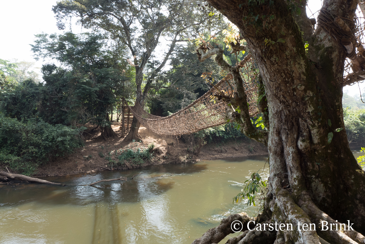 Liana bridge at Vatouo (photo credit: Carsten ten Brink). https://www.flickr.com/photos/carsten_tb/41992686162/