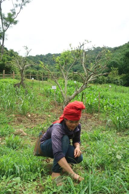 Thai ethnic farmer in Mai Son District, Son La Province, Vietnam grows new grass variety (ILRI/Chi Nguyen)