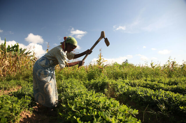 Groundnut farmer in Malawi