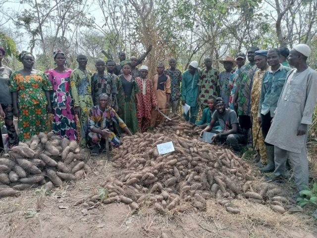 Nigerian farmers with their bountiful harvests of Dioscorea alata (water yam).