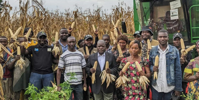 Farmers holding harvested maize cobs.