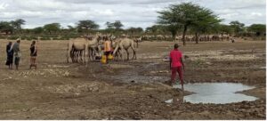 Pastoralists watering their camels from a pond in the short dry season. Photo by M.Said/ILRI. 