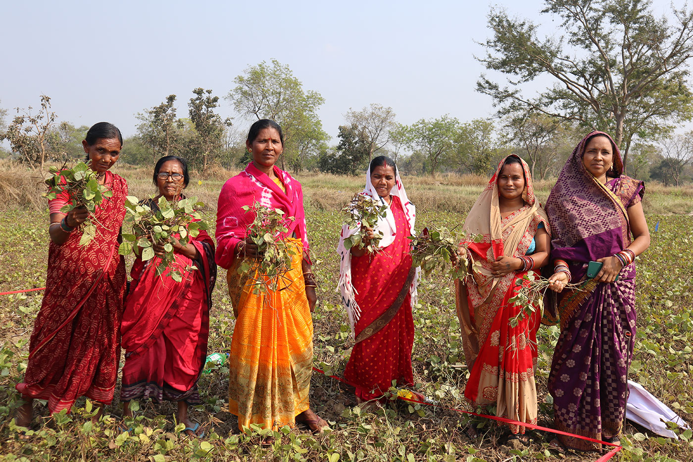 Tribal women farmers in the field.