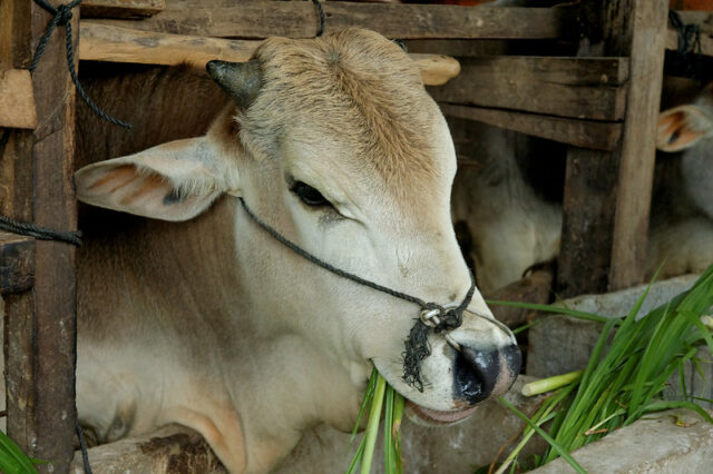 Feeding cattle in Vietnam