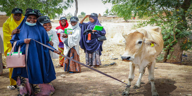 A group of women from one of the cooperatives with their hybrid cattle.