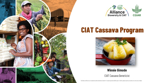 CIAT cassava program