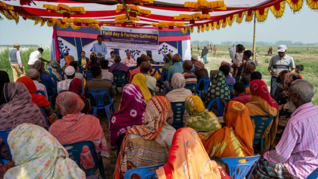 Cultivating Hope in Vulnerable Lands – Unleashing the Agricultural Potential of Grasspea in the Char Areas of Bangladesh