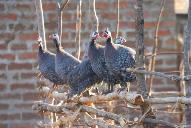 Domesticated guinea fowl in the early morning in Muchamba Village, Tete Province, Mozambique