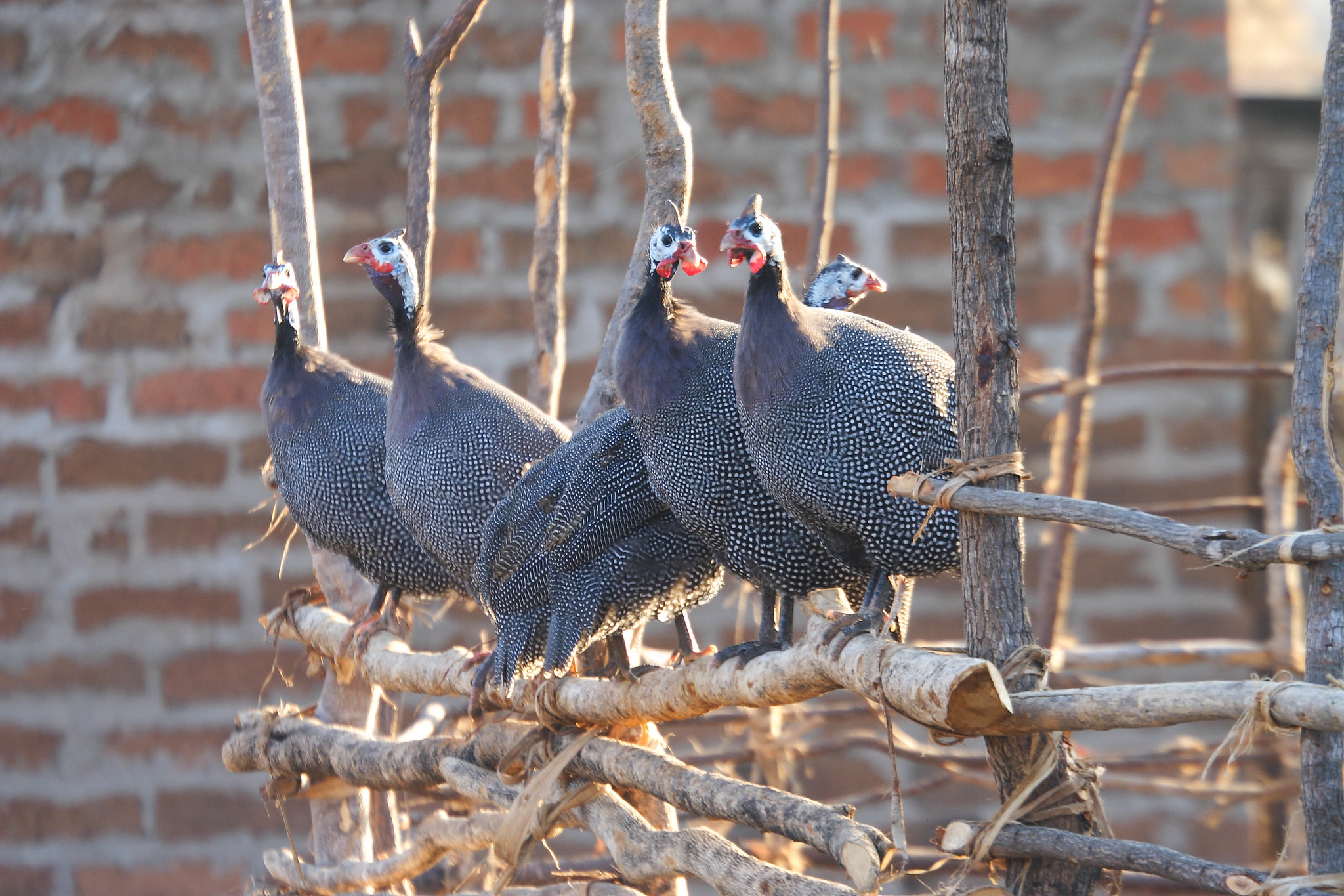 Domesticated guinea fowl in the early morning in Muchamba Village, Tete Province, Mozambique