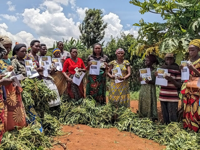 Farmers in Burera District, Rwanda, received small packs of orange-fleshed sweet potato vines, and along with flyers containing key essential information about the seeds, to test in their small plots.