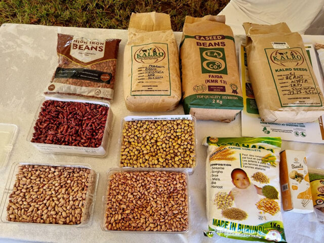 High Iron Beans (HIB) Seeds on display Nyota, Angaza, Faida and Metameta.