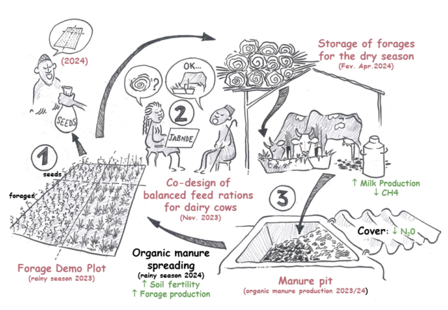 The transition pathway as described by ALL members after a first vision-to-action activity aiming for better practices for improved livestock feeding and soil health, while seeking further benefits through innovation in the dairy value chain. Illustration by E. Vall / CIRAD