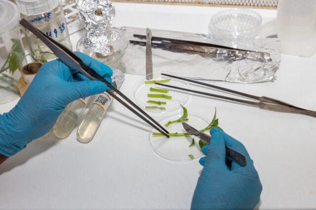 Lab technician working on plantlet samples in KEPHIS tissue culture lab in Nairobi, Kenya.