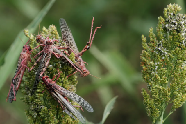 Roughly the length of a finger, the insects fly together by the millions and devour crops. [Tiksa Negeri/Reuters]