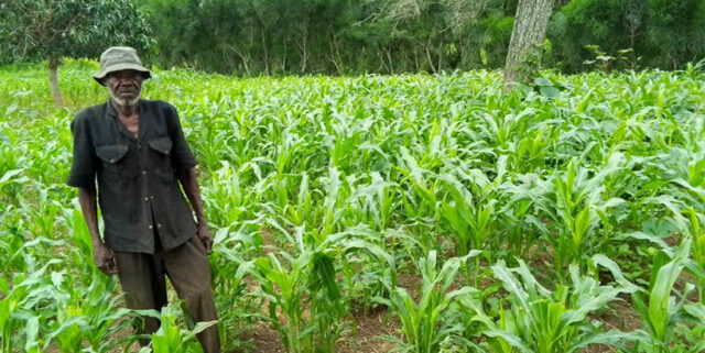 Gaetin on his maize in Naburnye, a village in the Lawra district of Ghana.