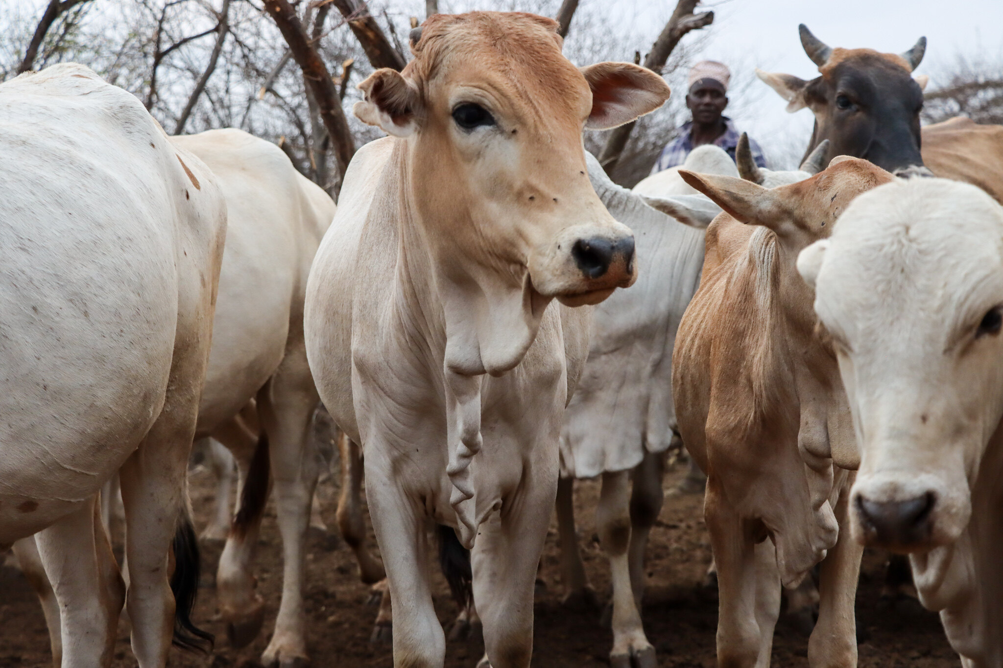 Cattle in Isiolo County, Kenya