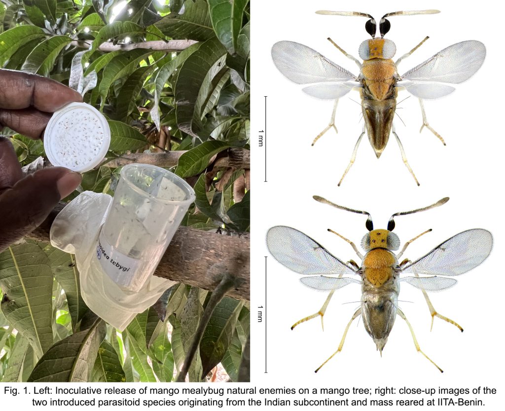 Successful biological control of mango mealybug in Burundi, Rwanda, and Uganda