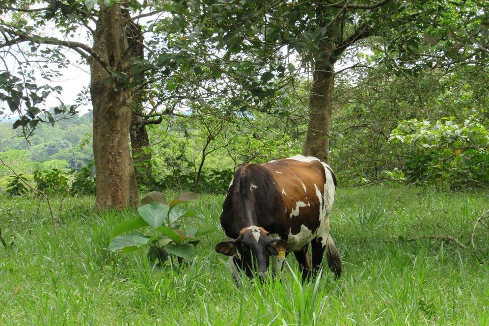 Women Lead Sustainable Livestock Farming near the Colombian Amazon Rainforest