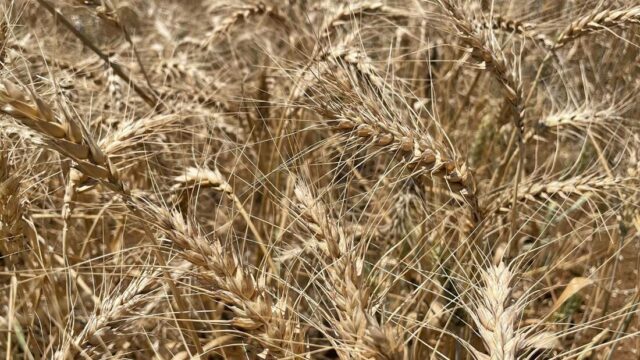 Wheat irrigation