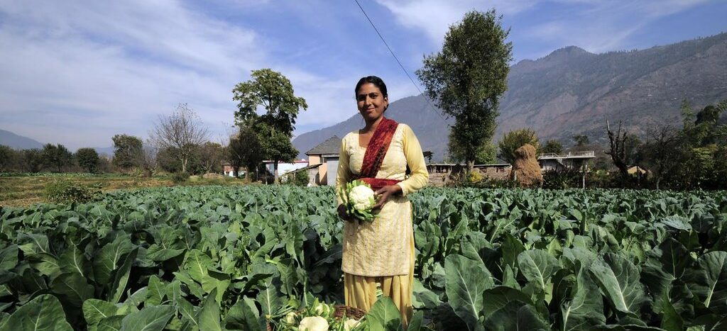 Female farmer stands in a field holding a cauliflower from her crop with mountains in the background