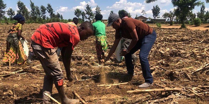 On a field day in Gatsibo District, Eastern Province, Pascal Twizere (r), the Managing Director of MULIMECO, showing a farmer (l) the best practice for applying grade one lime to the soil.