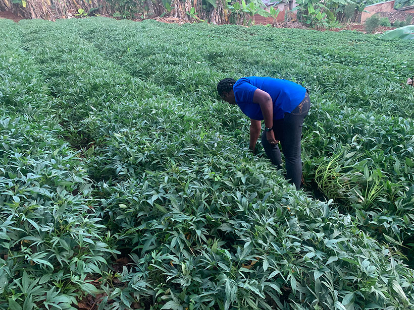 Orange-fleshed sweet potatoes spawn multi-level prosperity in Burundi