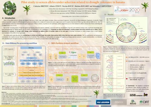 Pilot study to screen alleles under selection related to drought tolerance in banana